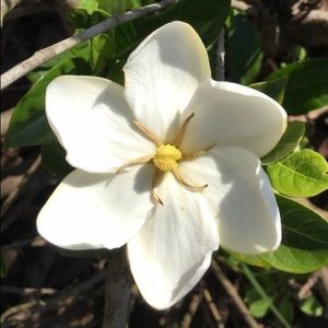 Meet your Posher, Iris